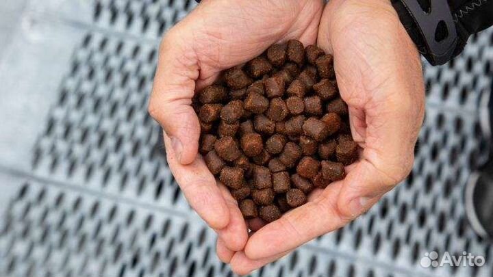 Корм для форели