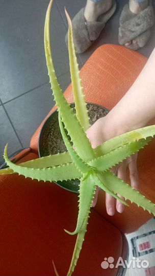 Алоэ столетник