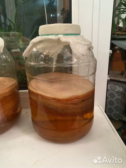 Чайный гриб комбуча