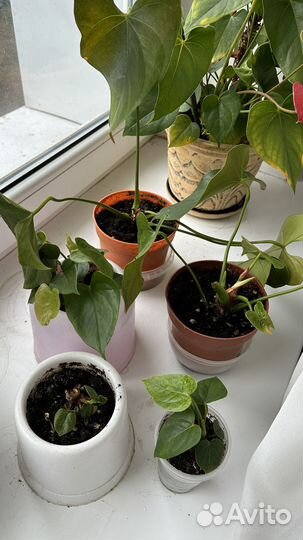 Соланум, антуриум, гранат