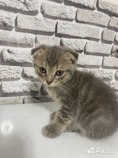 Кошка в дар