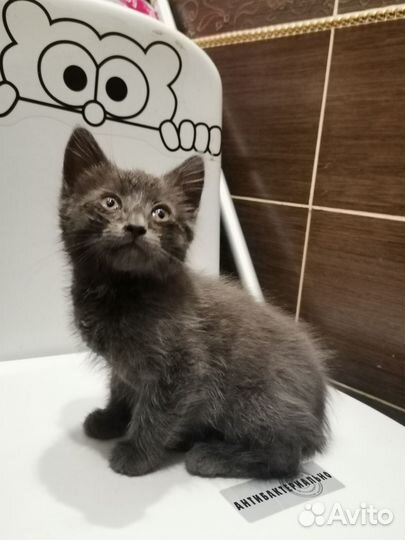 Котенок котик