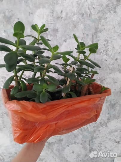 Толстянка, денежное дерево, красула