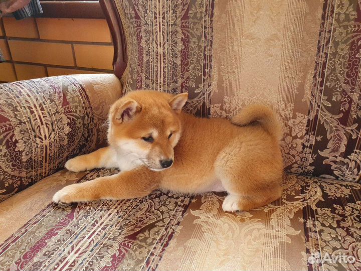 Шиба ину. Сиба-ину