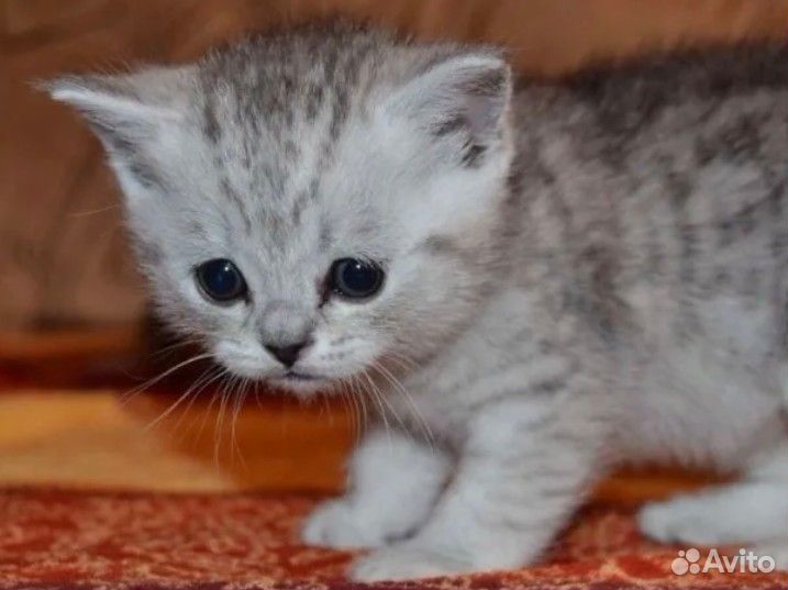 Котенок