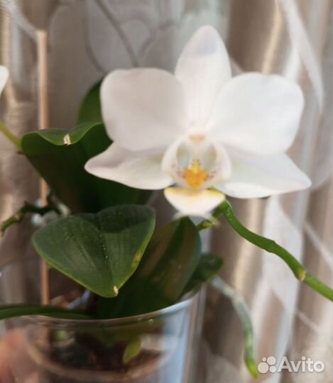 Орхидея мини
