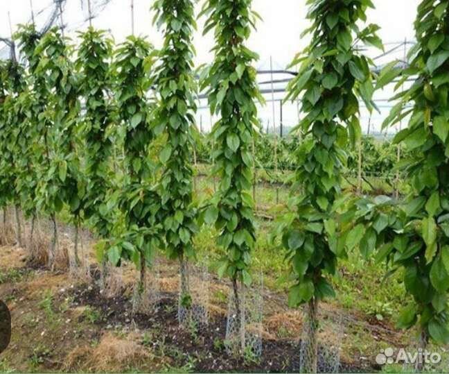 Колоновидный персик,груша,яблоня