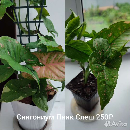 Сциндапсус эпипремнум сингониум