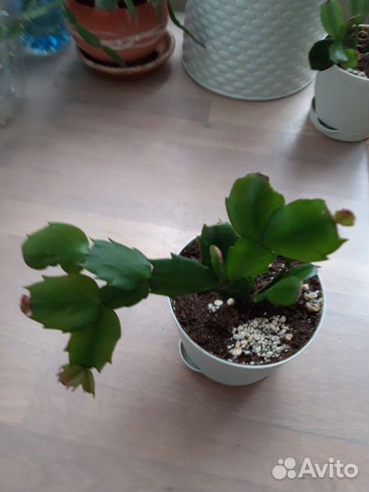 Декабрист шлюмбергера