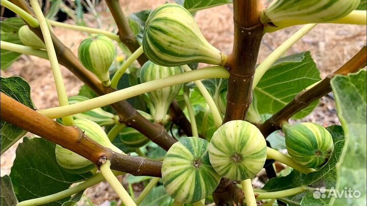 Инжир Паначе