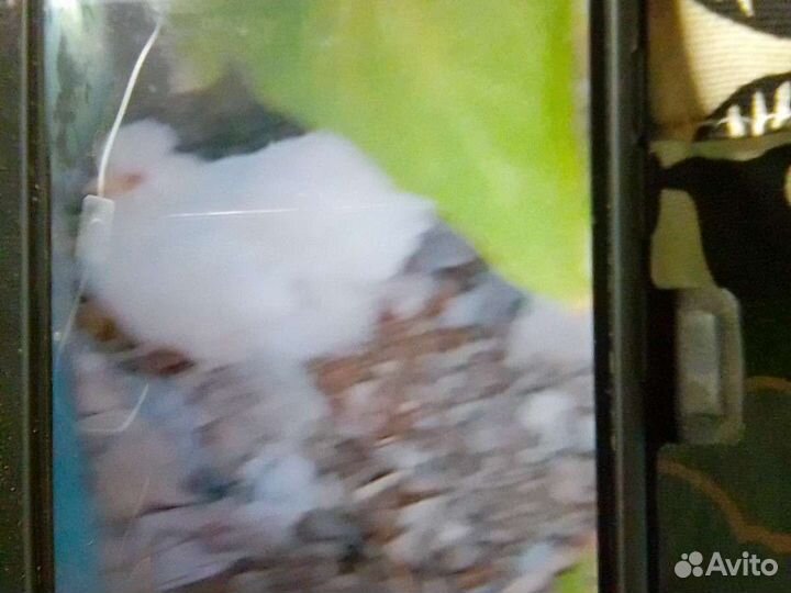 Курочек и утенка