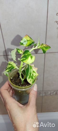 Педилантус Splish Splash