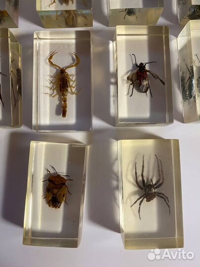 Насекомые в стекле