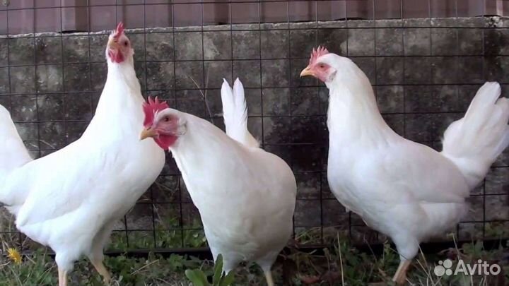 Куры несушки и молодки оптом и в розницу