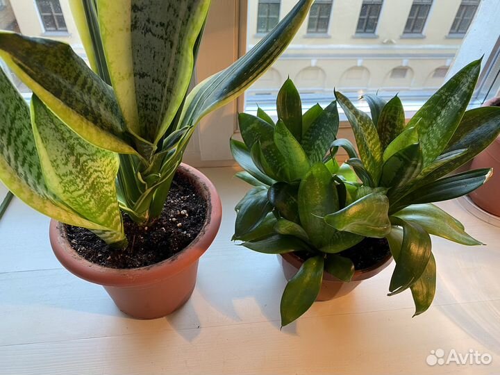 Сансевиерия