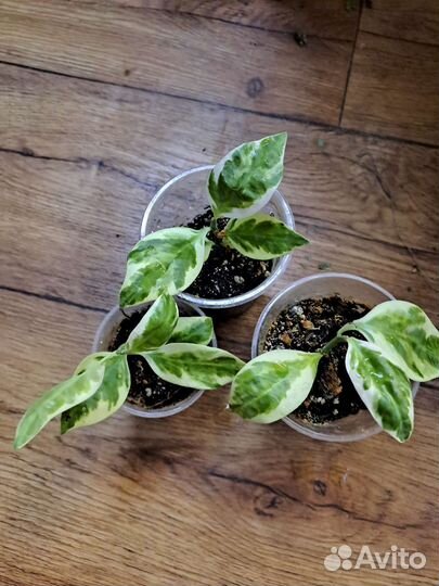 Растения для дома