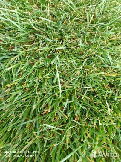 Рулонный газон в наличии