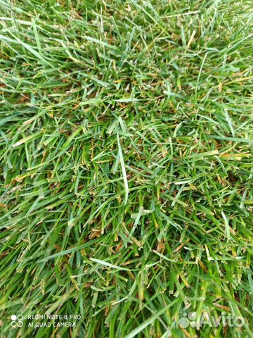 Рулонный газон в наличии