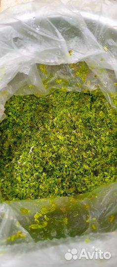 Растение для аквариума