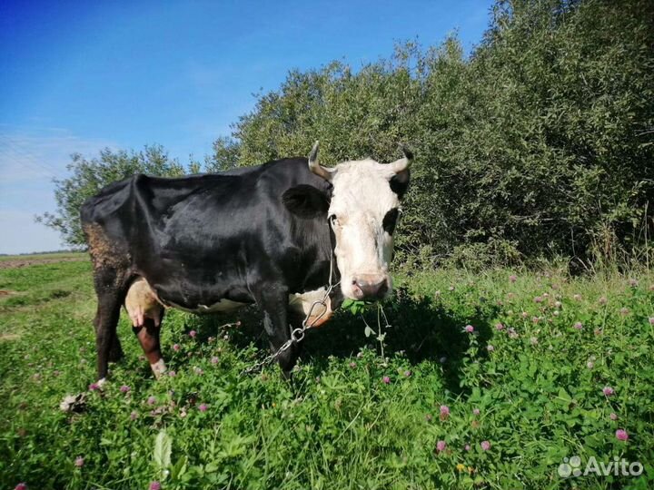 Корова дойная