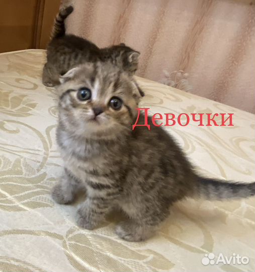 Шотландские котята