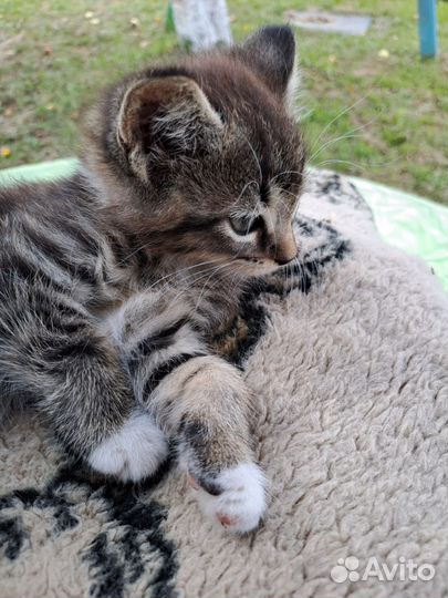 Котята от мейн-куна полукровки