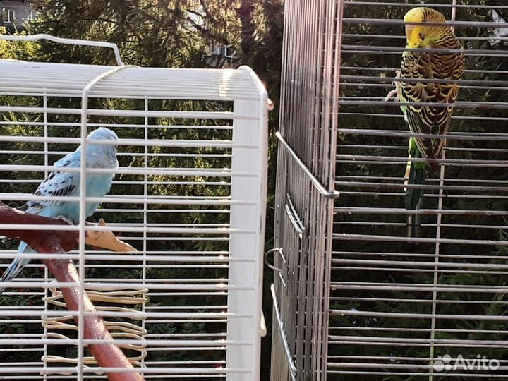 Птенцы волнистый попугай