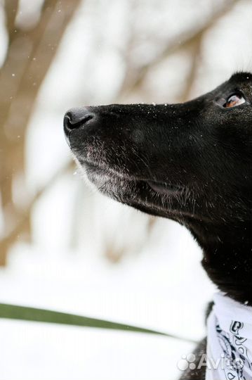 Красивая, грациозная девочка-собака в добрые руки