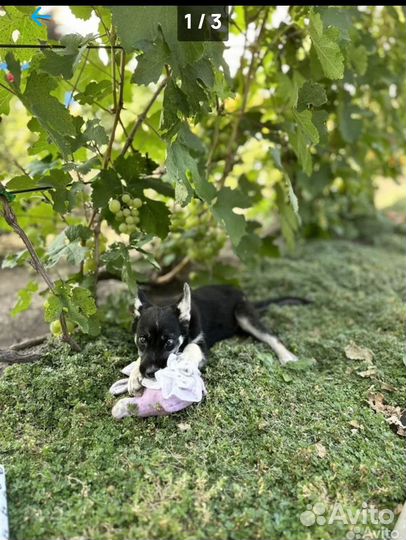 Отдам бесплатно в добрые руки