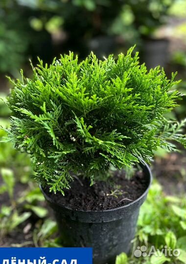 Туя западная 