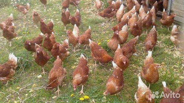 Куры несушки