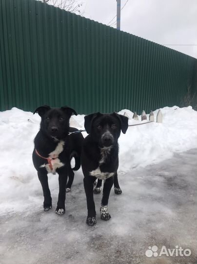 Барон и Балу в добрые руки