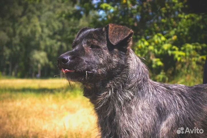 Самый ласковый пёс пропадает в приюте