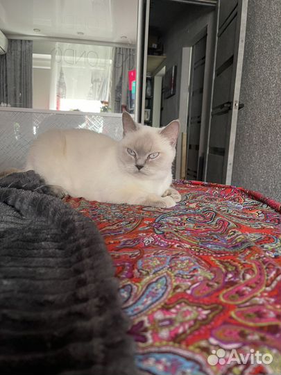 Вязка кошка