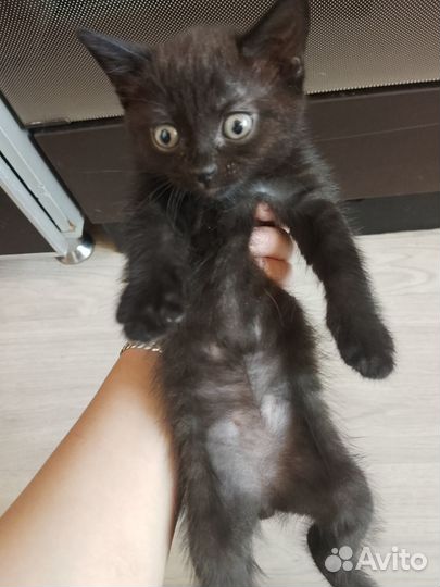 Котята в добрые руки бесплатно