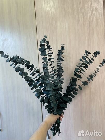 Эвкалипт стабилизированный 10шт