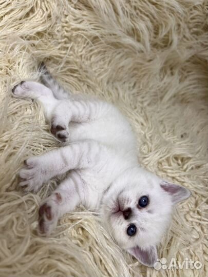 Шотландские котята