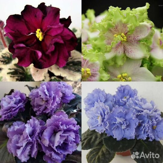 Фиалки (детки и ук. листочки)