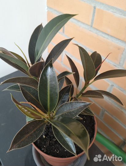 Фикус Бенгальский, фикус Мелани Д12 см