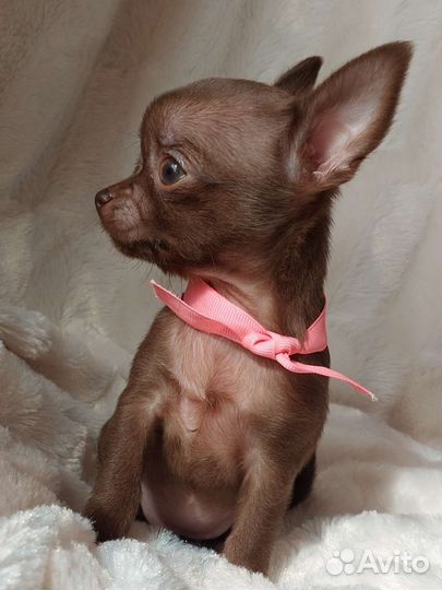Чихуахуа щенки