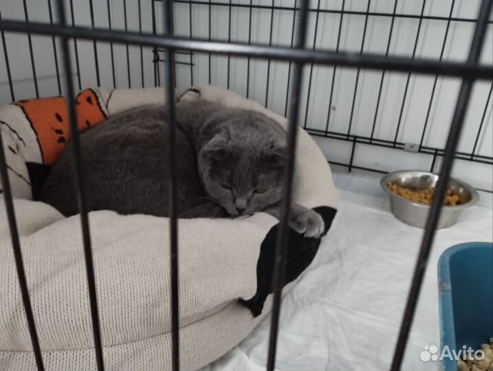 Коты и кошки в приюте