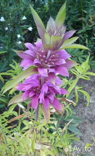 Мелисса Тимьян Мята