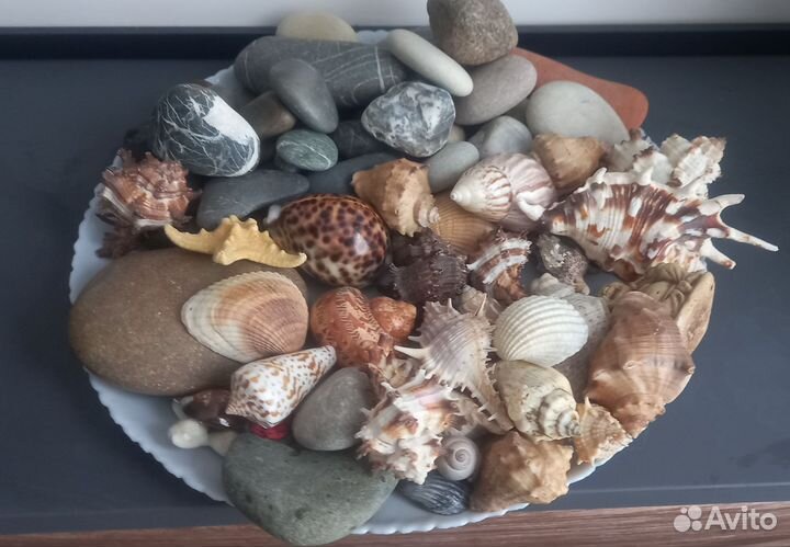 Морские ракушки (раковины) камни