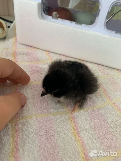 Цыплята несушки