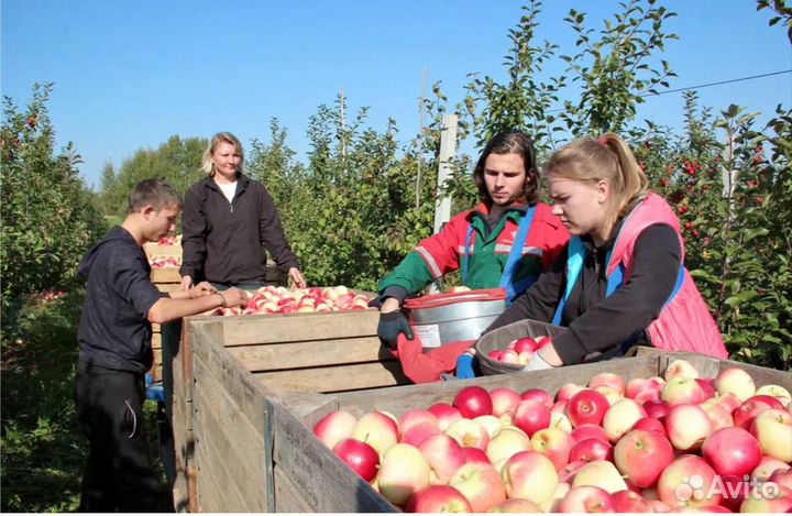 Сборщики урожая (яблок) вахта