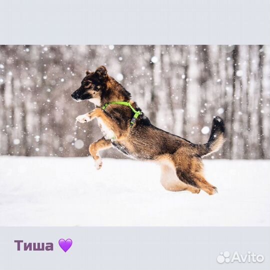 Тиша в добрые руки