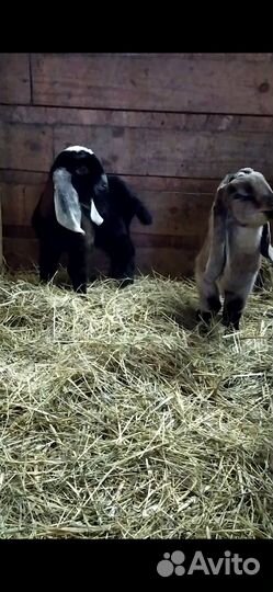 Англо-нубийские козочки (Австралия+Англия)