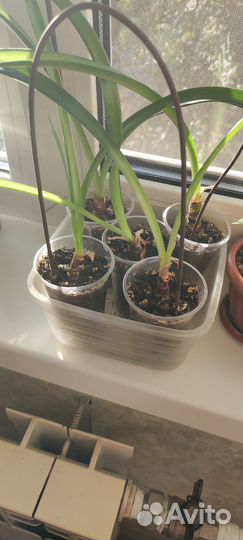 Гиппеаструм