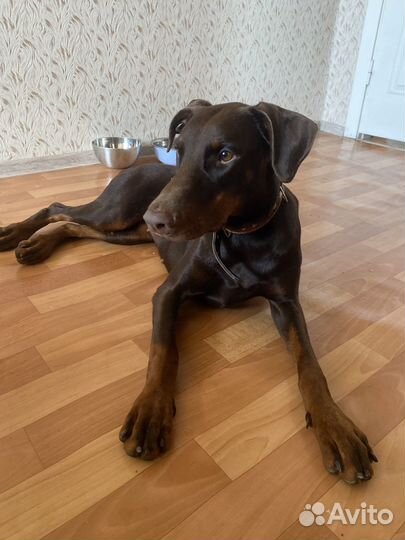 Доберман в добрые руки