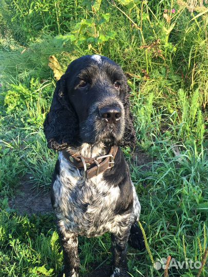 Вязка Русский спаниель